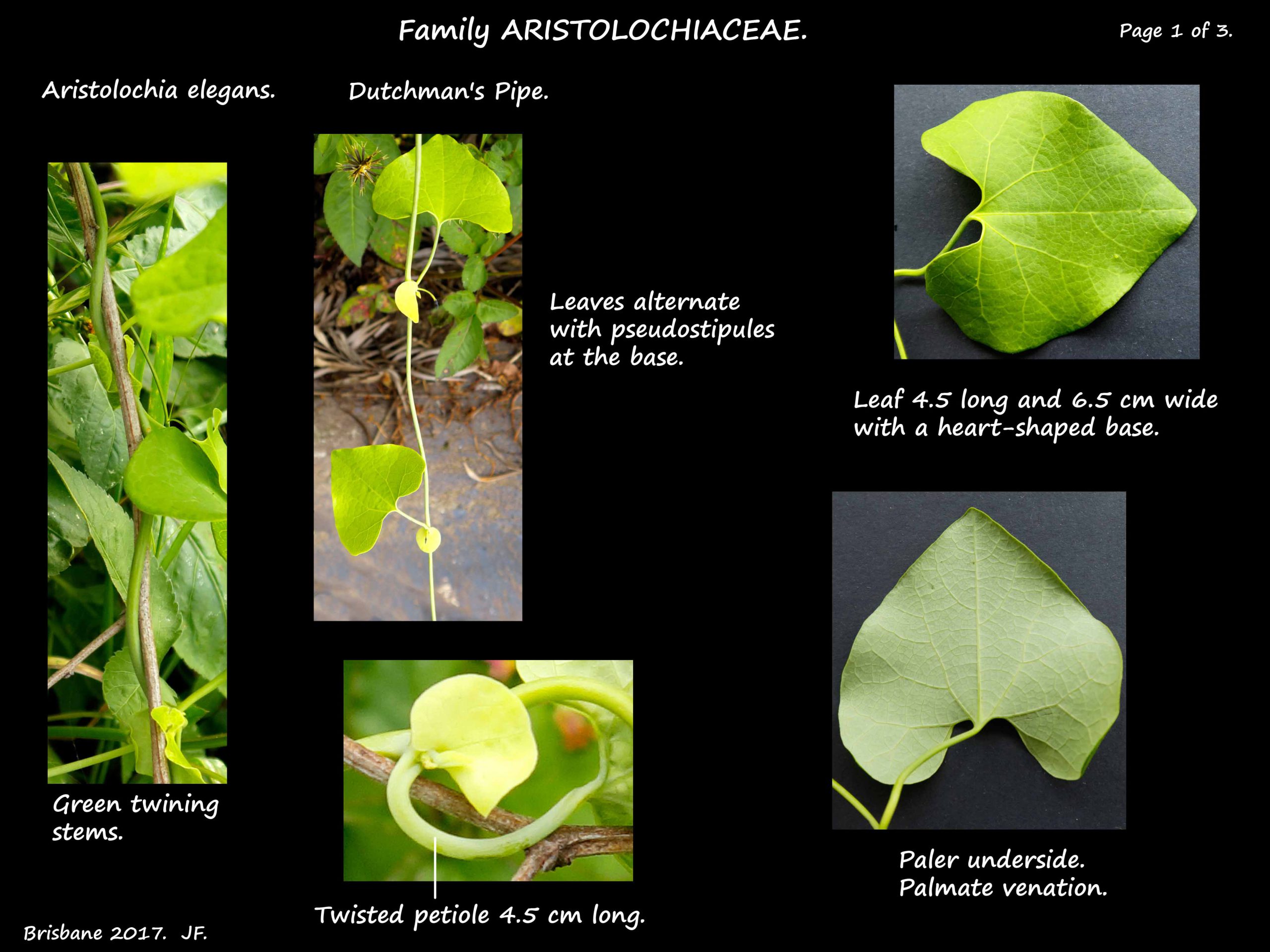 1 Dutchman's pipe leaves